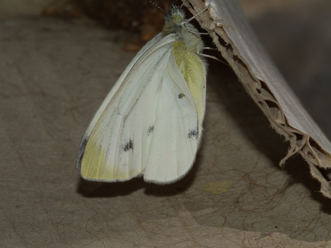 Storia di una Pieris napi